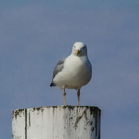 Strandstrasse Peper Comfortable Holiday home *